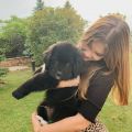 newfoundland puppies for sale