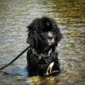 newfoundland puppies for sale