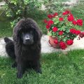 newfoundland dog