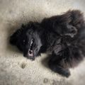 newfoundland dog