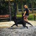 newfoundland dog