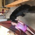 newfoundland dog