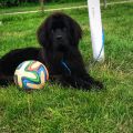 newfoundland dog