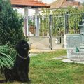 newfoundland dog