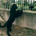 newfoundland dog
