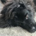 newfoundland dog
