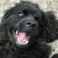 newfoundland dog