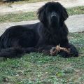 newfoundland dog