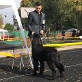 newfoundland dog