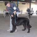 newfoundland dog