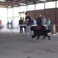 newfoundland dog