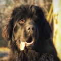 newfoundland dog