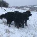 NEWFOUNDLAND DOG