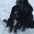 NEWFOUNDLAND DOG