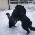 NEWFOUNDLAND DOG