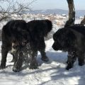NEWFOUNDLAND DOG