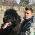 newfoundland dog