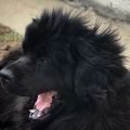 newfoundland dog