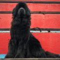 newfoundland dog