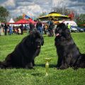 newfoundland dog