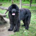 newfoundland dog