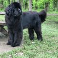 newfoundland dog