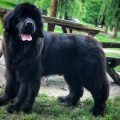 newfoundland dog
