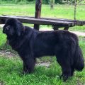 newfoundland dog
