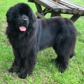 newfoundland dog