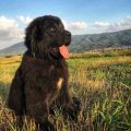 newfoundland puppies for sale